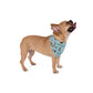 Pet Bandana with Tallahassee, FL in blue