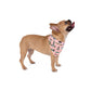 Pet Bandana with Tallahassee, FL in pink